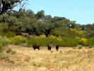 Wild Black Bulls at distance 